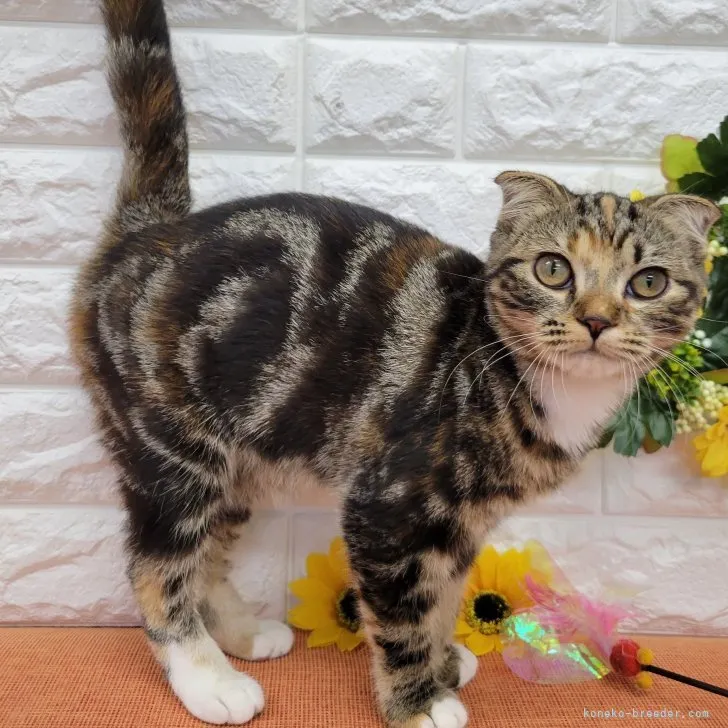 ID：2303-02811の子猫