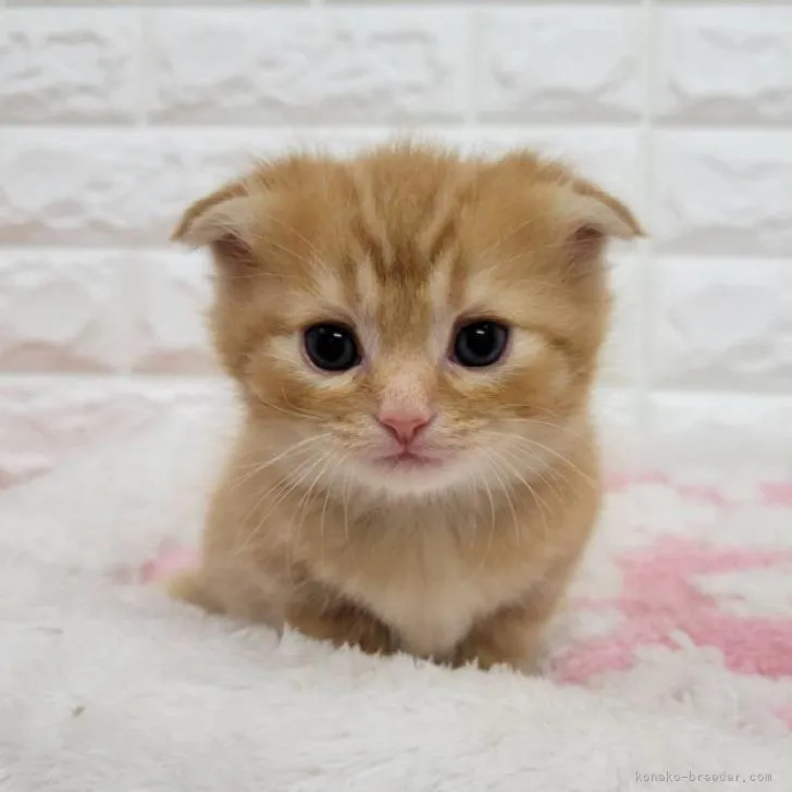 ID：2211-02456の子猫