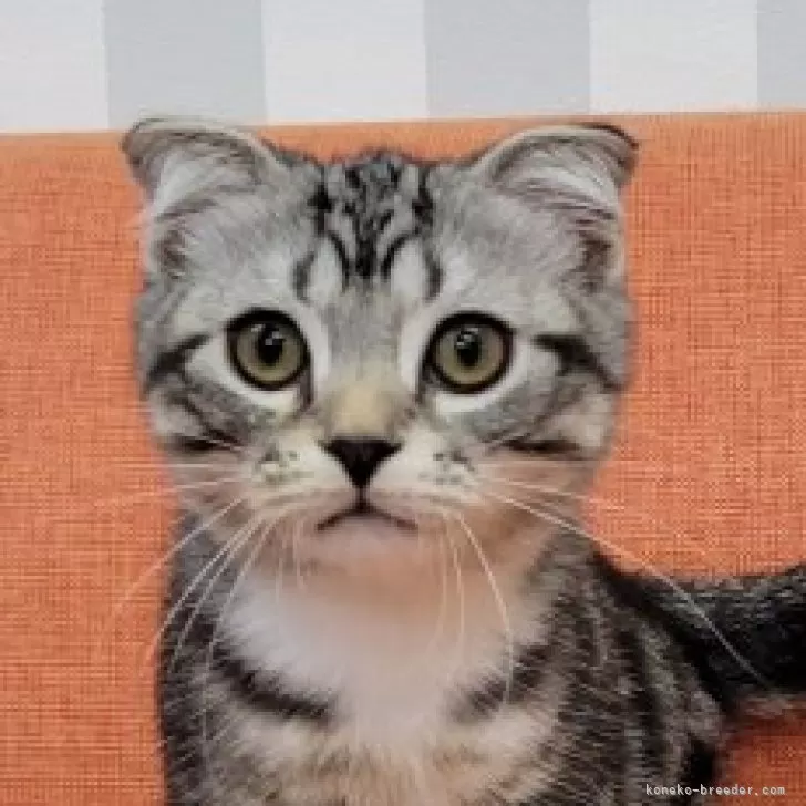 ID：2407-03045の子猫