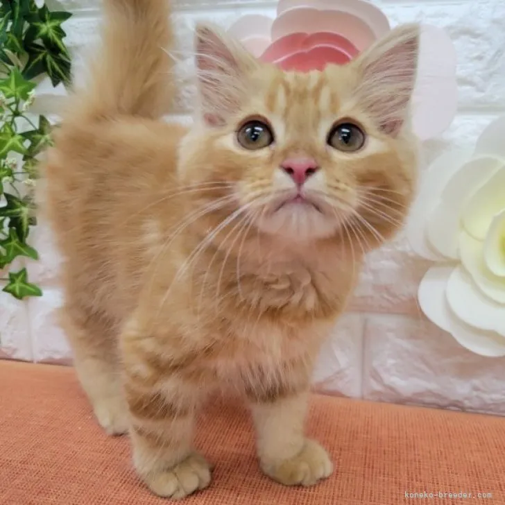 ID：2305-01460の子猫