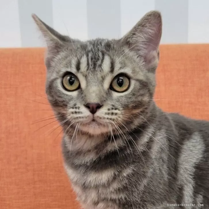 ID：2405-02693の子猫