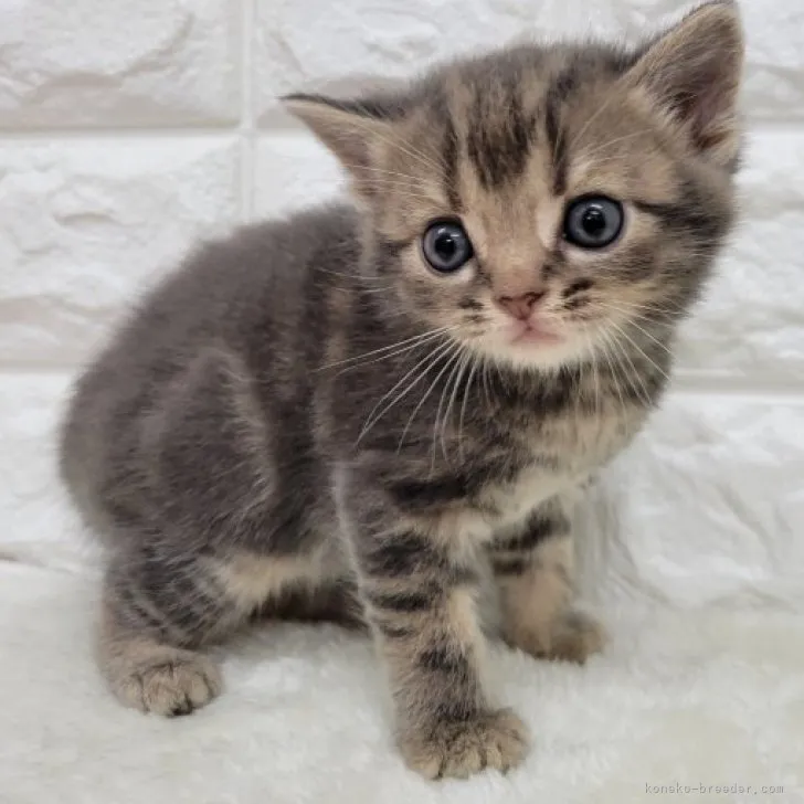 ID：2309-02178の子猫