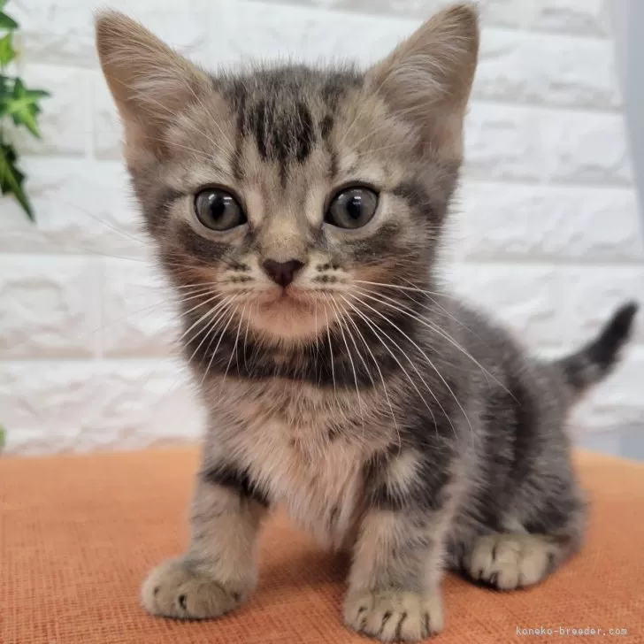 ID：2405-02709の子猫