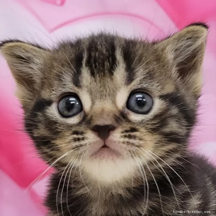 ID：2402-00990の子猫