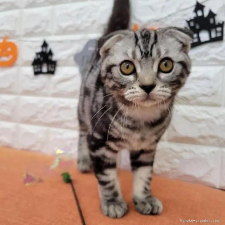 スコティッシュフォールド(折れ耳)【大阪府・男の子・2022年5月24日・シルバー】の写真1「緊張してます。」