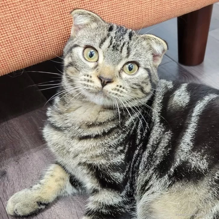 ID:2405-02853の子猫