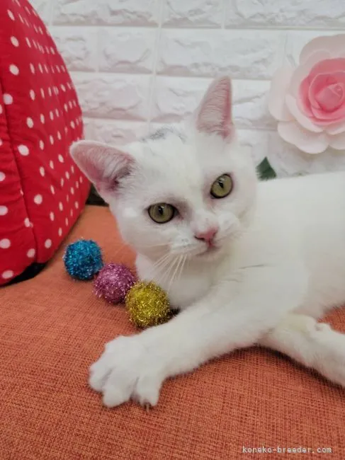 ID:2204-03104の子猫