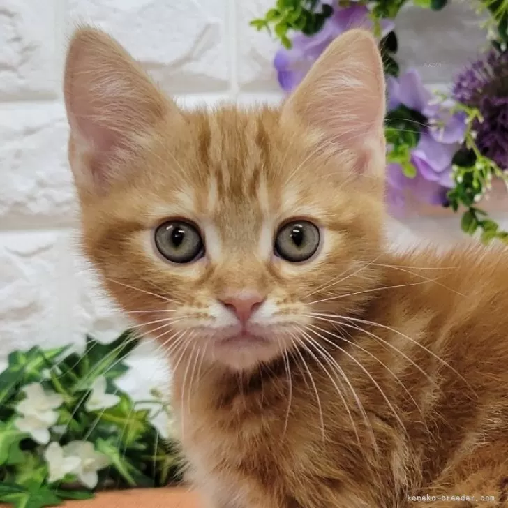 ID:2404-00033の子猫