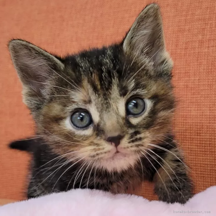 ID：2401-01490の子猫