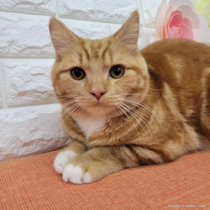 ID：2204-01421の子猫