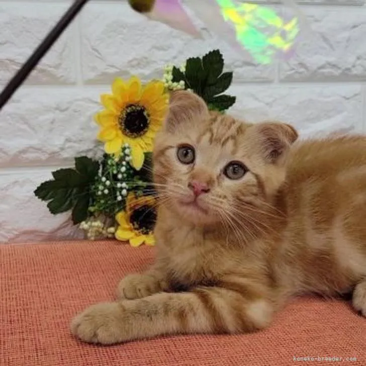 ID：2205-03087の子猫