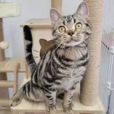 アメリカンショートヘア【大阪府・男の子・2024年5月8日・ブラウンタビー】の写真1