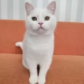 スコティッシュフォールド(立ち耳)【大阪府・男の子・2024年5月21日・ホワイト】の写真1