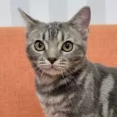 アメリカンショートヘア【大阪府・男の子・2024年4月1日・ブルータビー】の写真1