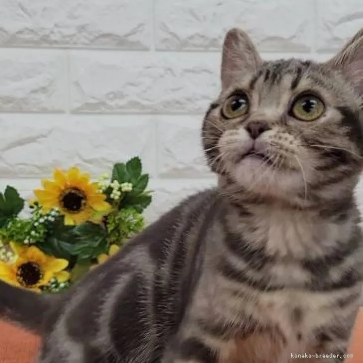 ID：2207-00094の子猫