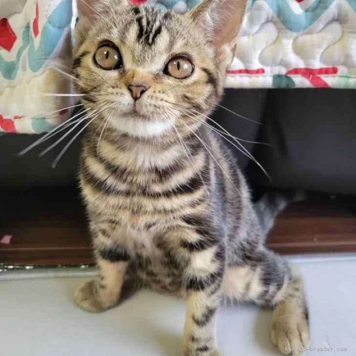 ID:2208-00051の子猫