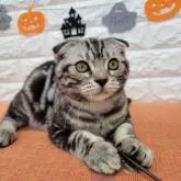 スコティッシュフォールド(折れ耳)【大阪府・男の子・2022年5月24日・シルバー】の写真2「まだ緊張してます。」