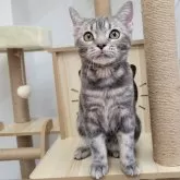 アメリカンショートヘア【大阪府・男の子・2024年4月1日・ブルータビー】の写真2