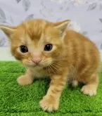 アメリカンショートヘア【大阪府・男の子・2023年7月5日・レッドタビー】の写真2「7月29日撮影」