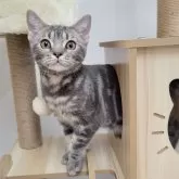 アメリカンショートヘア【大阪府・男の子・2024年4月1日・ブルータビー】の写真3