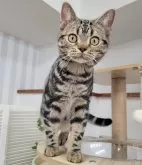 アメリカンショートヘア【大阪府・男の子・2024年5月8日・ブラウンタビー】の写真3