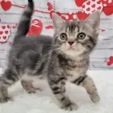 アメリカンショートヘア【大阪府・男の子・2024年10月5日・ブルータビー】の写真8