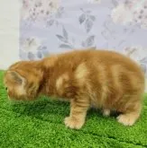 アメリカンショートヘア【大阪府・男の子・2023年7月5日・レッドタビー】の写真3「7月29日撮影」