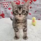 アメリカンショートヘア【大阪府・男の子・2024年10月5日・ブルータビー】の写真9