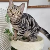 アメリカンショートヘア【大阪府・男の子・2024年5月8日・ブラウンタビー】の写真4