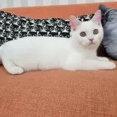 スコティッシュフォールド(立ち耳)【大阪府・男の子・2024年5月21日・ホワイト】の写真5