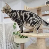 アメリカンショートヘア【大阪府・男の子・2024年5月8日・ブラウンタビー】の写真5