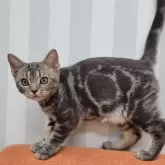 アメリカンショートヘア【大阪府・男の子・2024年4月1日・ブルータビー】の写真5