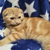 スコティッシュフォールド(折れ耳)【大阪府・女の子・2023年9月23日・レッド】の写真5