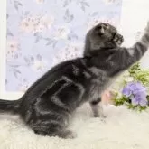 スコティッシュフォールド(折れ耳)【大阪府・女の子・2025年7月31日・ブルータビー】の写真9