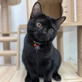 アメリカンショートヘア【大阪府・女の子・2025年5月11日・ブラック】の写真3