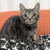 アメリカンショートヘア【大阪府・男の子・2025年5月11日・ブルータビー】の写真7