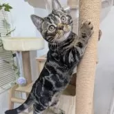 アメリカンショートヘア【大阪府・男の子・2025年7月4日・ブラウンタビー】の写真4