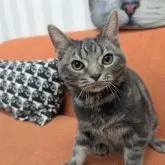 アメリカンショートヘア【大阪府・男の子・2025年5月11日・ブルータビー】の写真3