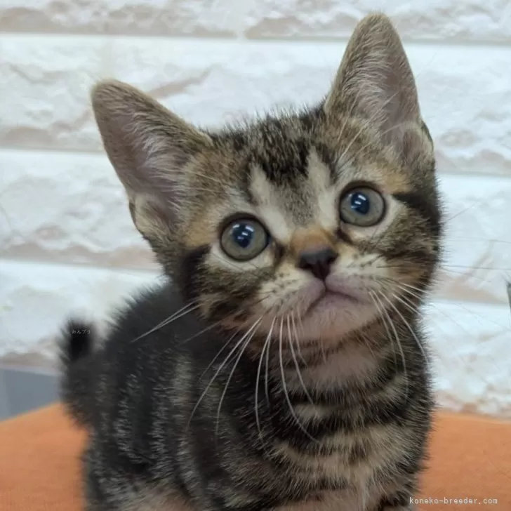 ID：2503-02940の子猫