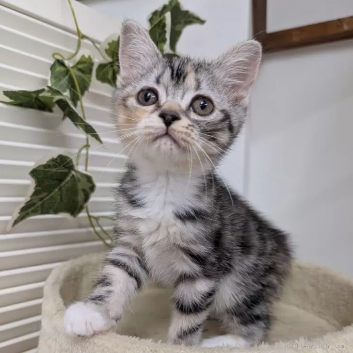 ID:2508-03314の子猫