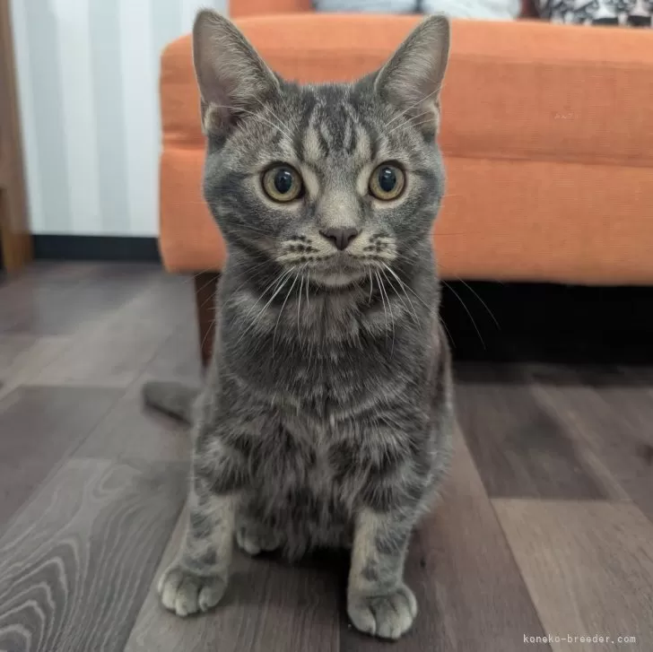 アメリカンショートヘア【大阪府・男の子・2025年5月11日・ブルータビー】の写真1