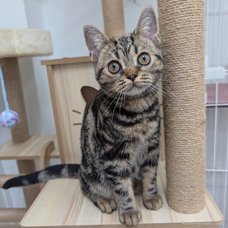 ブリーダー画像