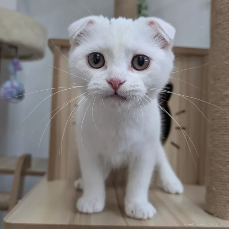 スコティッシュフォールド(折れ耳)【大阪府・女の子・2025年7月12日・ホワイト】の写真1