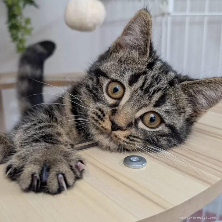 ID：2411-01721の子猫