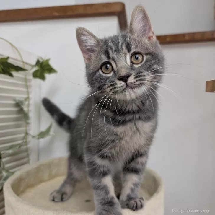 スコティッシュフォールド(立ち耳)【大阪府・男の子・2025年7月31日・ブルータビー】の写真1