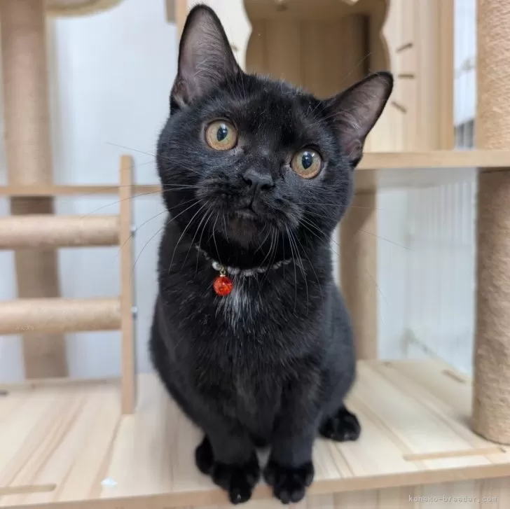 アメリカンショートヘア【大阪府・女の子・2025年5月11日・ブラック】の写真1