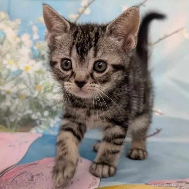 ID：2504-02067の子猫
