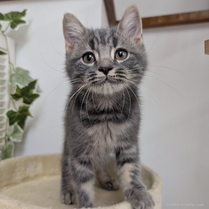 ブリーダー画像