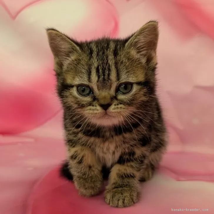 ID：2504-01242の子猫
