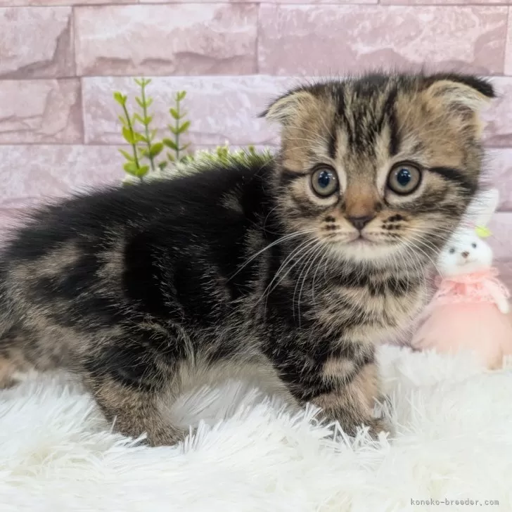 スコティッシュフォールド(折れ耳)【大阪府・女の子・2025年9月16日・ブラウンタビー】の写真1